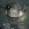 Haggis the viral baby pygmy hippo goes for winter swim