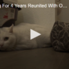 Cat Missing For 4 Years Reunited With Owner December 10 2024