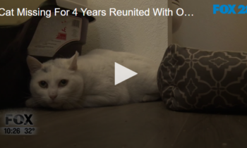 Cat Missing For 4 Years Reunited With Owner December 10 2024