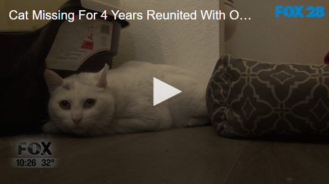 Cat Missing For 4 Years Reunited With Owner December 10 2024