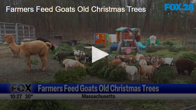 Farmers Feed Goats Old Christmas Trees December 31 2024