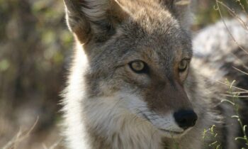 Five-year-old boy injured in coyote attack in Renton neighborhood