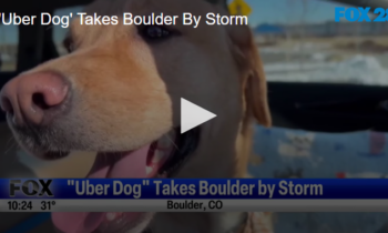 'Uber Dog' Takes Boulder By Storm January 14 2025