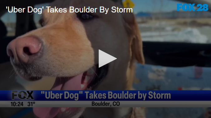 'Uber Dog' Takes Boulder By Storm January 14 2025