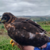 Three rare birds of prey mysteriously missing from reserve