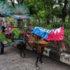 The last carriage horses of Indonesia’s capital endure harsh lives